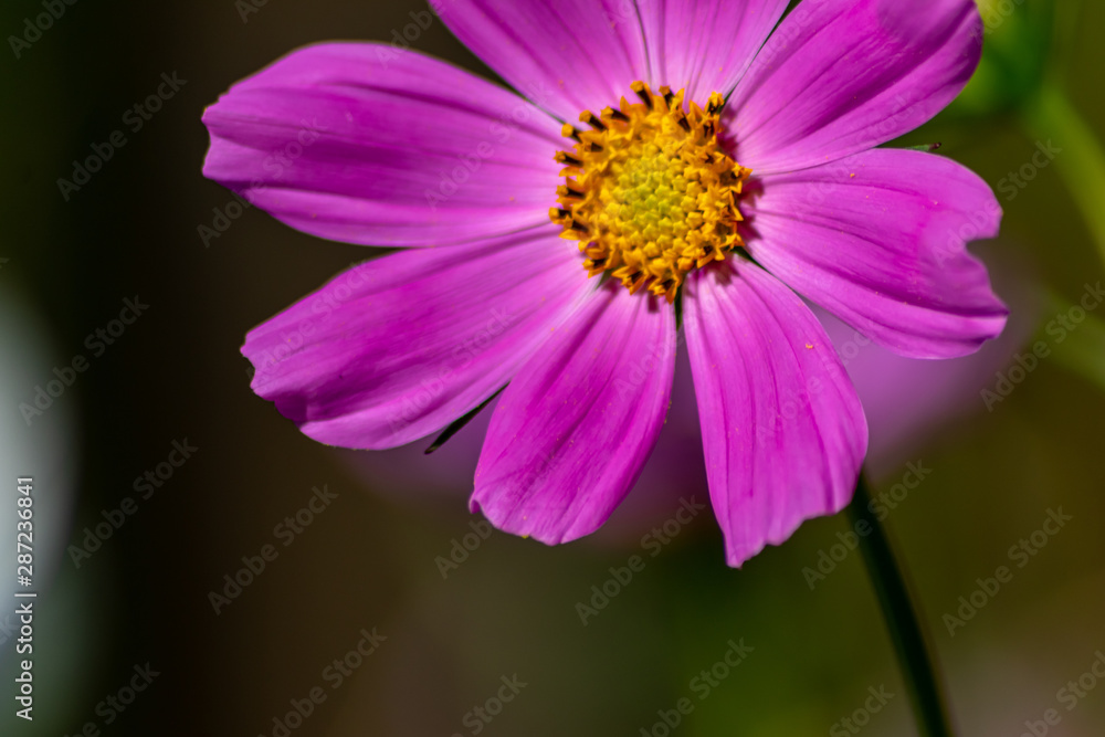Pinkfarbene Blüte in voller Schönheit mit weit geöffneten Blütenblättern und gelben Stempeln voller Blütenpollen lädt Insekten wie Bienen und Hummeln zur Nektarsuche und Honigproduktion ein Pinkfarbene Blüte in voller Schönheit mit weit geöffneten Blütenblättern und gelben Stempeln voller Blütenpollen lädt Insekten wie Bienen und Hummeln zur Nektarsuche und Honigproduktion ein