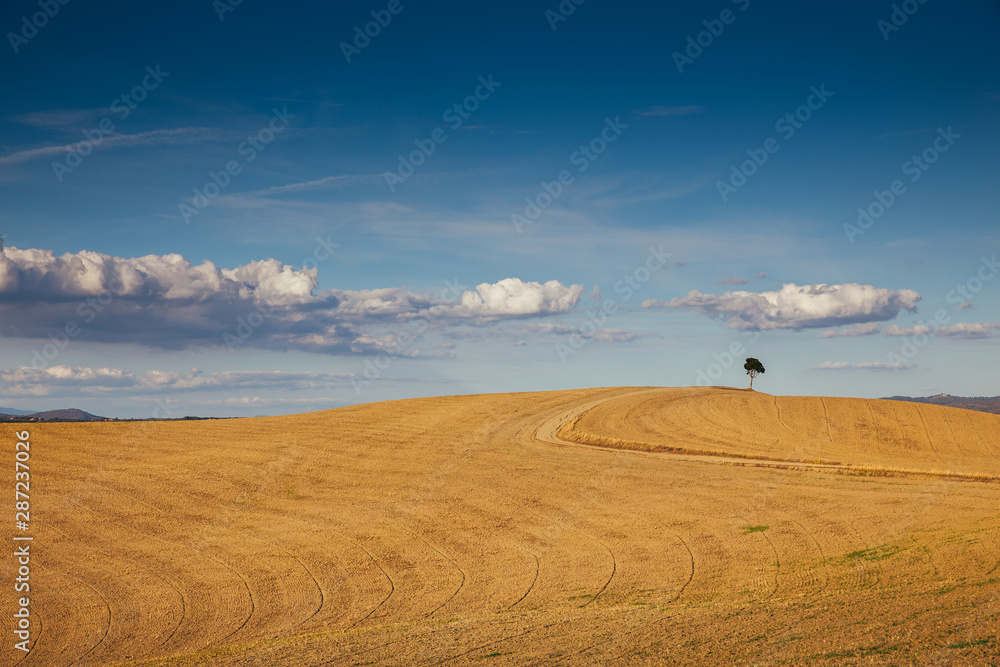 Obraz premium Rolling hills in autumn after harvest.