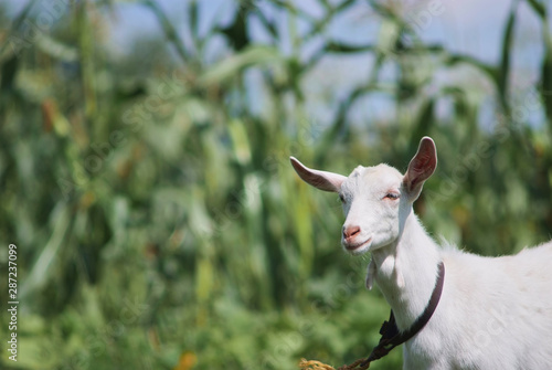 portrait of white adult goat grassing on summer meadow field at village countryside