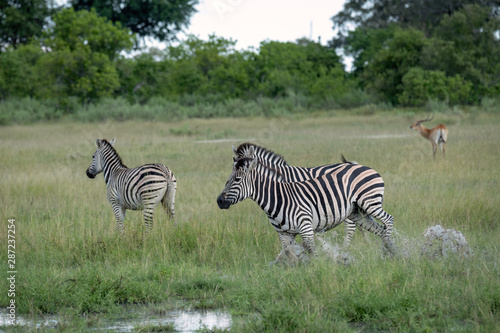 Zebra running through the flooded grassland on the Okavango Delta  Botswana.