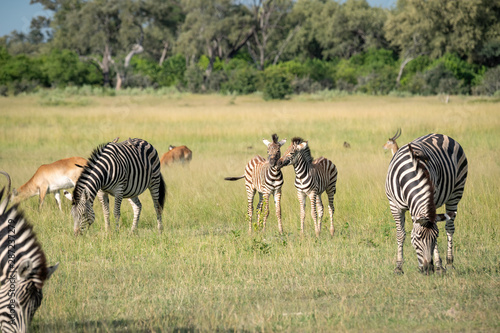 Mixed herd of zebra and impala grazing on grass with two young zebra foals standing in the center.  Image taken on the Okavango Delta  Botswana.