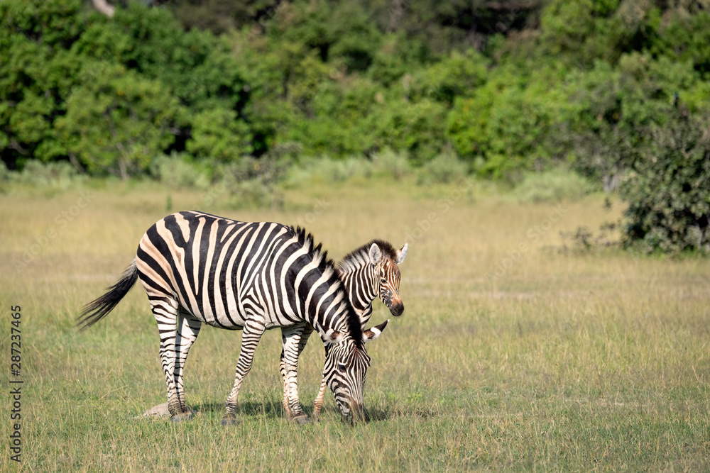 Obraz premium Mother zebra with foal. Image taken in the Okavango Delta, Botswana.