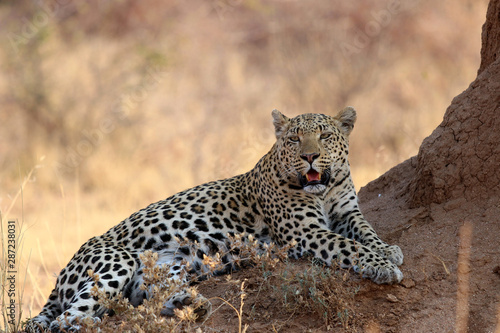 Leopard at a termite hill - Namibia Africa