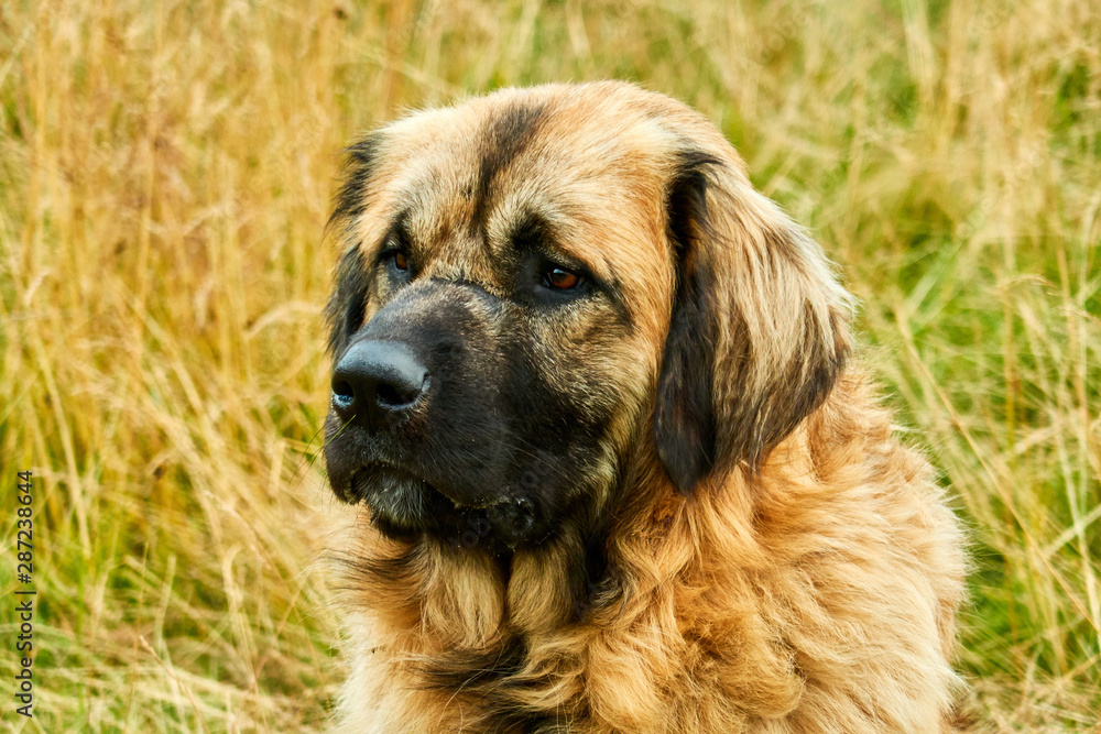 herd dogs close up in mountain meadow herd dogs close up in mountain meadow