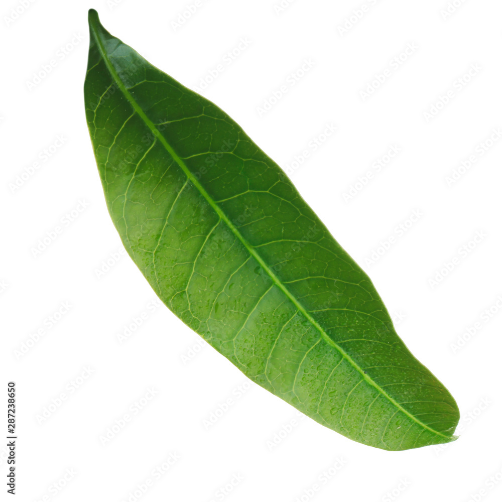Fototapeta premium green leaf of mango isolated on white background