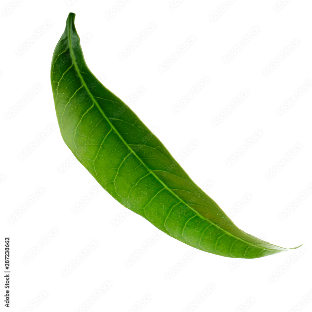 Obraz premium green leaf of mango isolated on white background