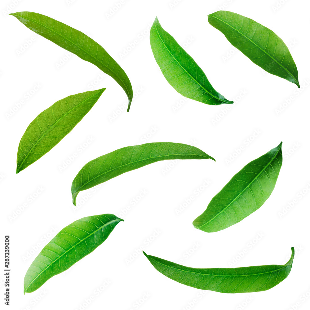 set of  green leaves of mango isolated on white background