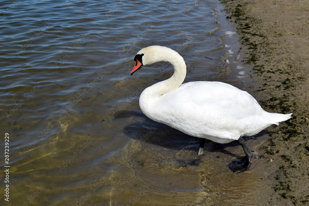 The white swan goes to water. Wild nature. A graceful beautiful adult waterfowl. Natural landshaft of eastern Europe. The white swan goes to water. Wild nature. A graceful beautiful adult waterfowl. Natural landshaft of eastern Europe.