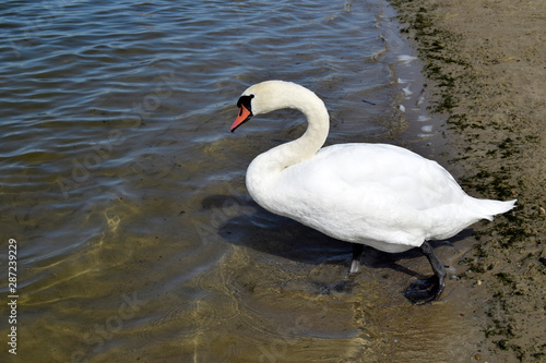 The white swan goes to water. Wild nature. A graceful beautiful adult waterfowl. Natural landshaft of eastern Europe.