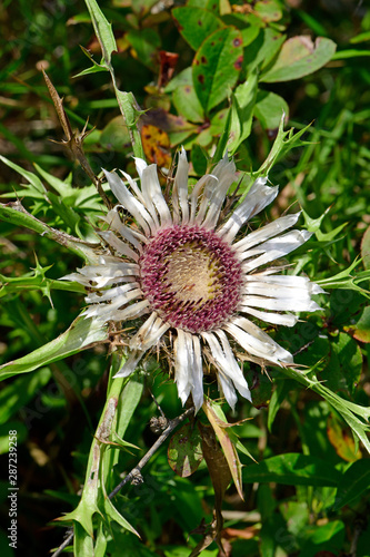 Silberdistel (Carlina acaulis) - stemless carline thistle photo