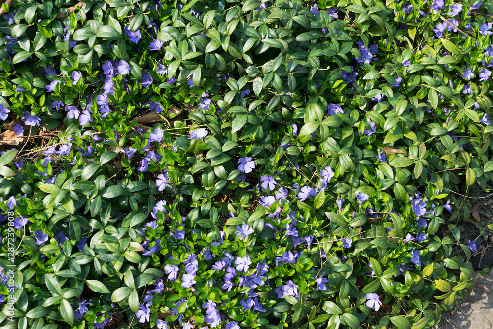 Blue botanical periwinkle plant or vinca minor close up