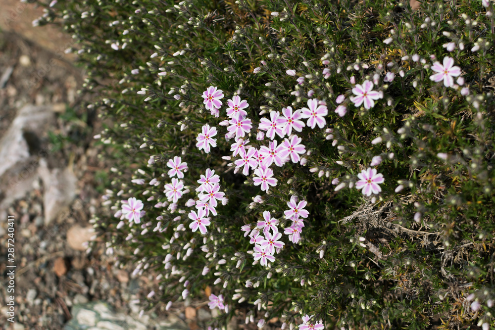 Flowering of Creeping phlox, Phlox subulata or moss phlox Flowering of Creeping phlox, Phlox subulata or moss phlox