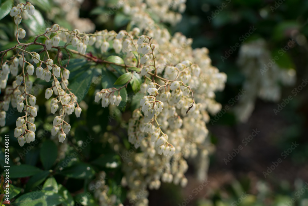 Pieris formosa, andromedas, fetterbushes or Pieris japonica Pieris formosa, andromedas, fetterbushes or Pieris japonica