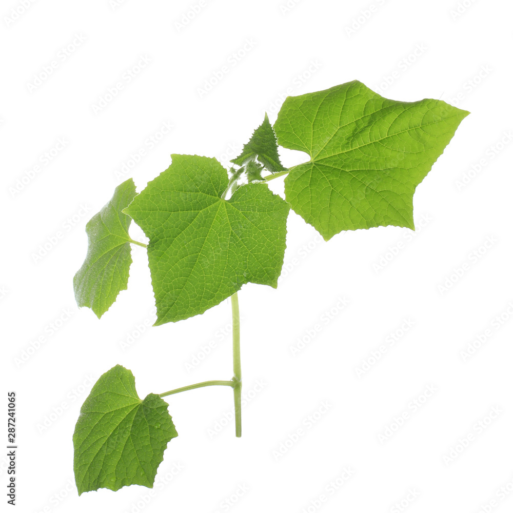 branch with leaves of cucumber isolated on white background branch with leaves of cucumber isolated on white background