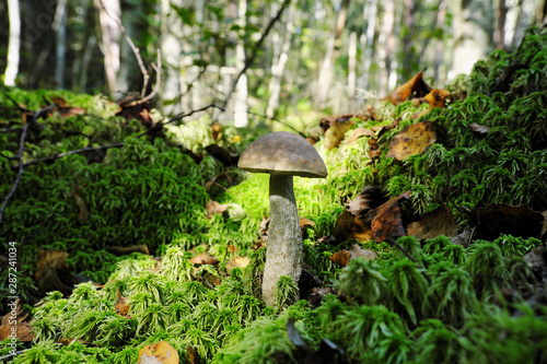 White mushroom and moss