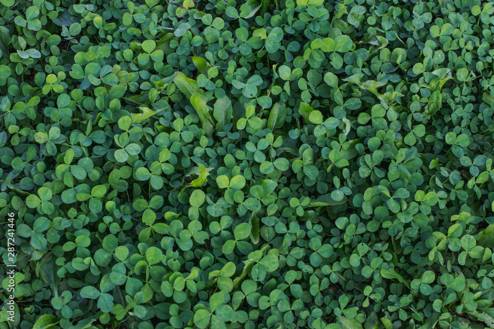 Clover leaf carpet on a summer day Clover leaf carpet on a summer day