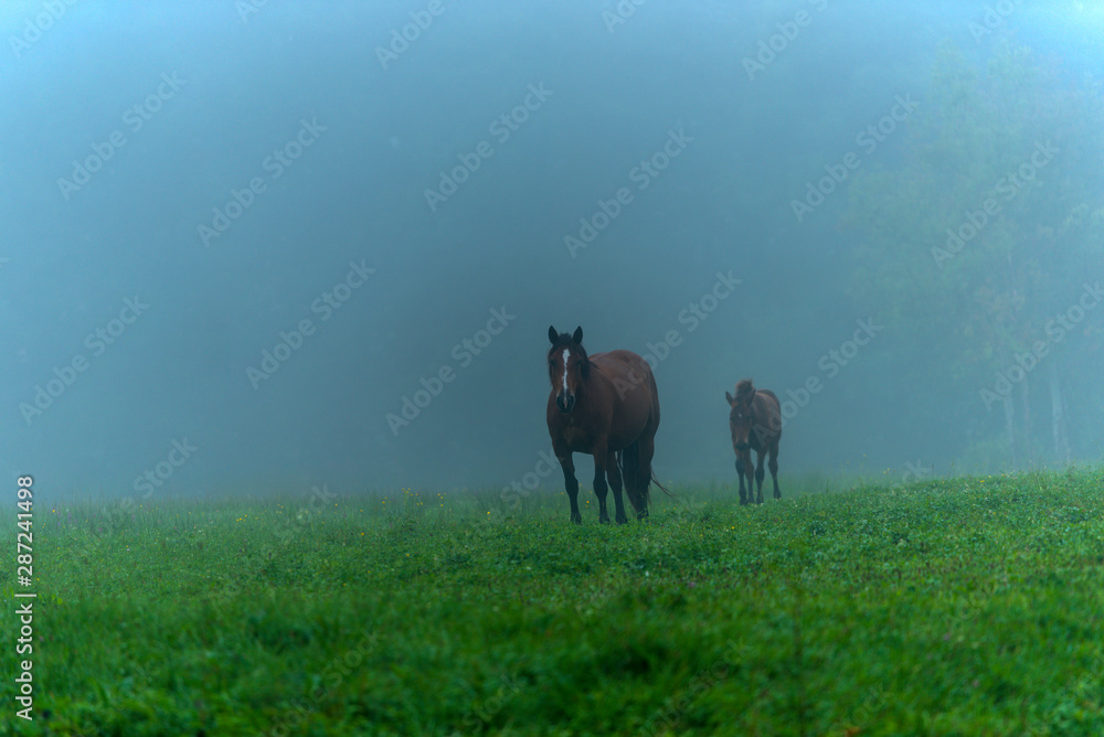 Herd of horses grazing in a meadow in the mist Herd of horses grazing in a meadow in the mist