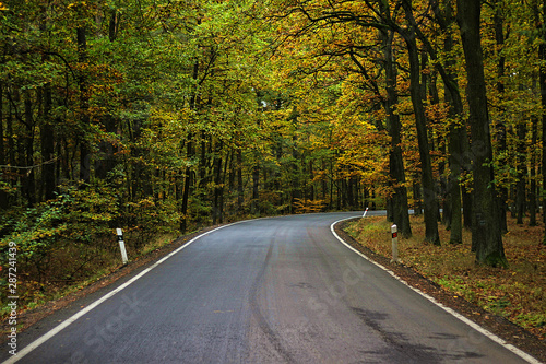 road in the forest in autumn.