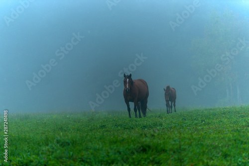 Herd of horses grazing in a meadow in the mist © diwali
