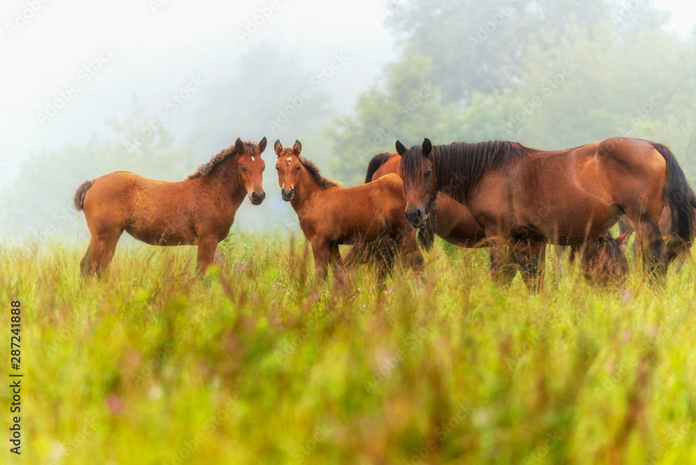 Herd of horses grazing in a meadow in the mist