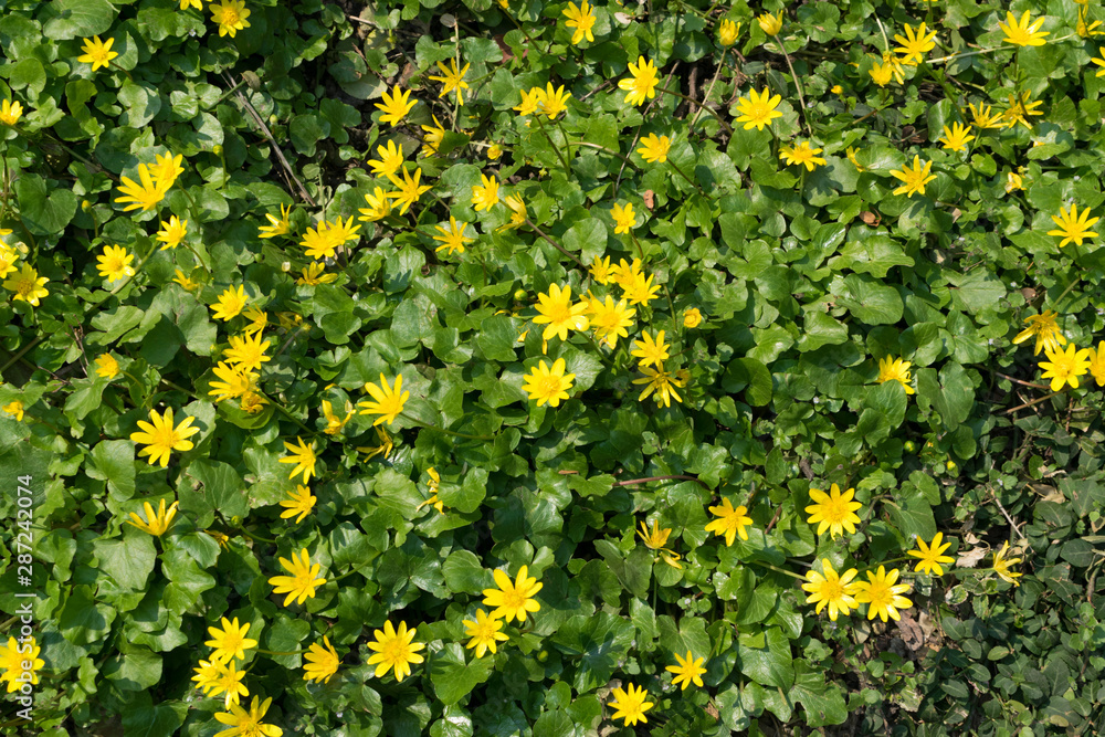 Ficaria verna, lesser celandine, pilewort or ranunculus ficaria Ficaria verna, lesser celandine, pilewort or ranunculus ficaria