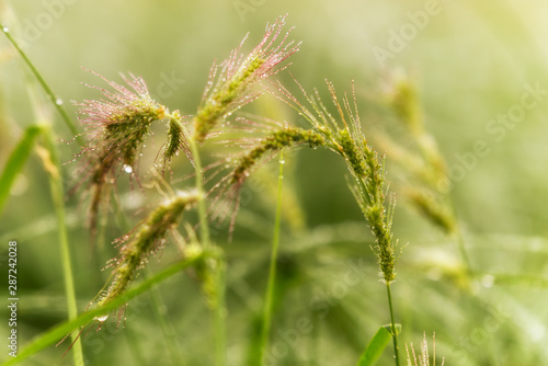 A beautiful lawn  a green grass with stunning drops of dew