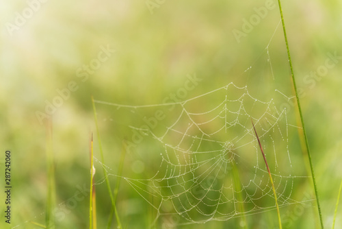 A beautiful cobwebs on a lawn, a green grass with stunning drops of dew