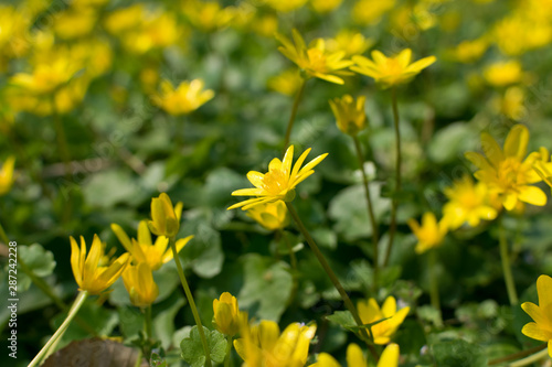 Ficaria verna, lesser celandine, pilewort or ranunculus ficaria