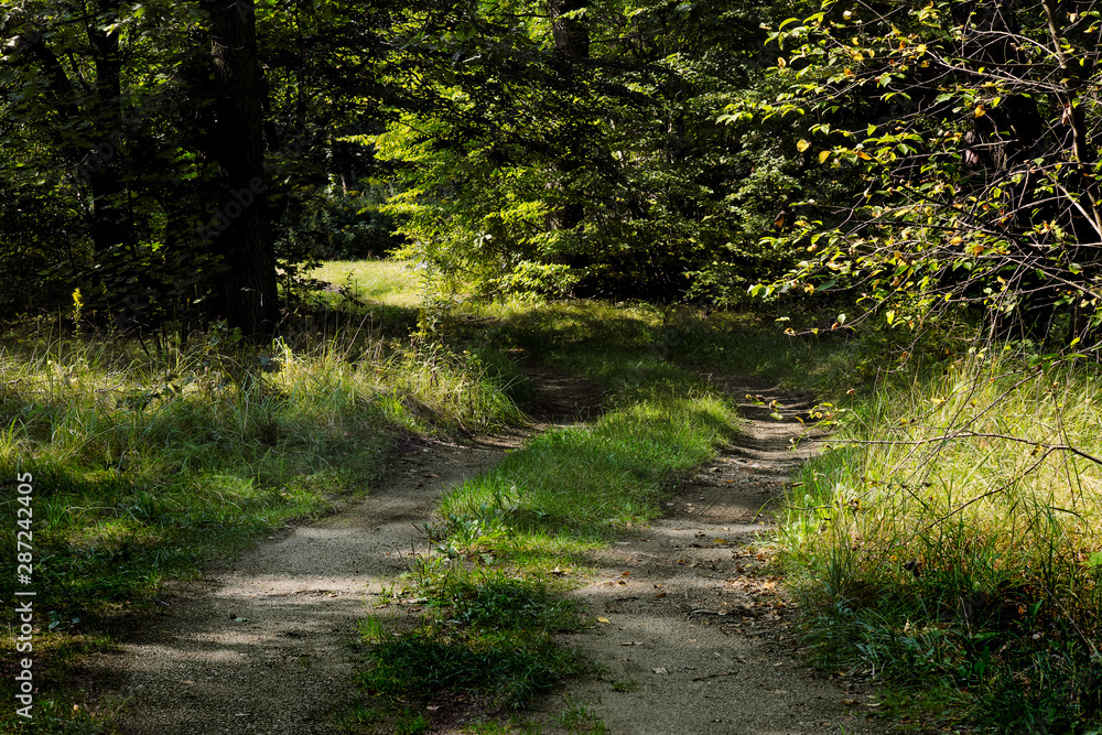 Forest Road