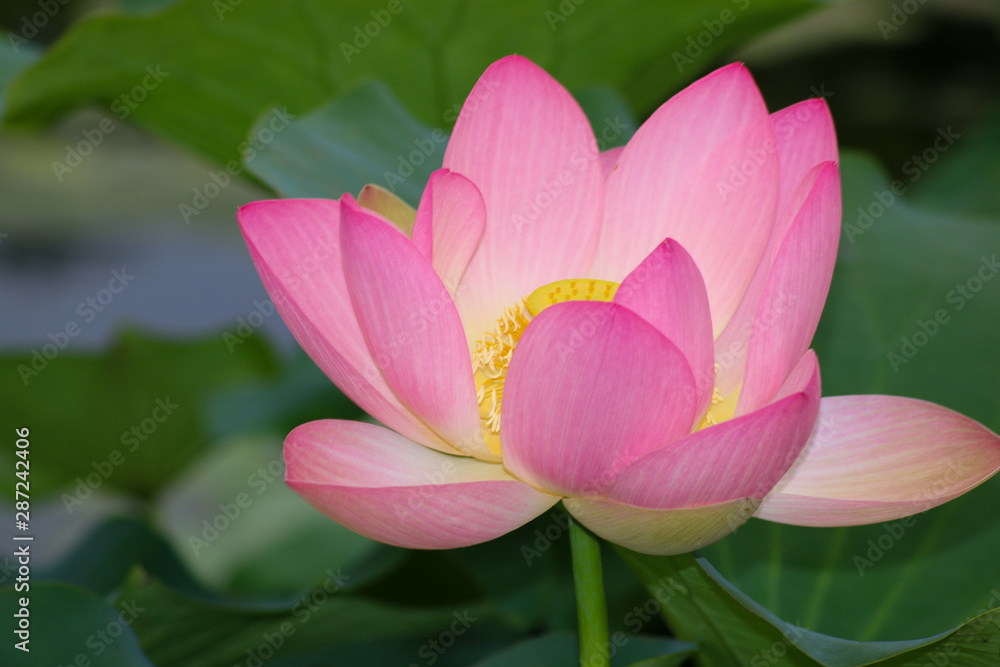 lotus in pond lotus in pond