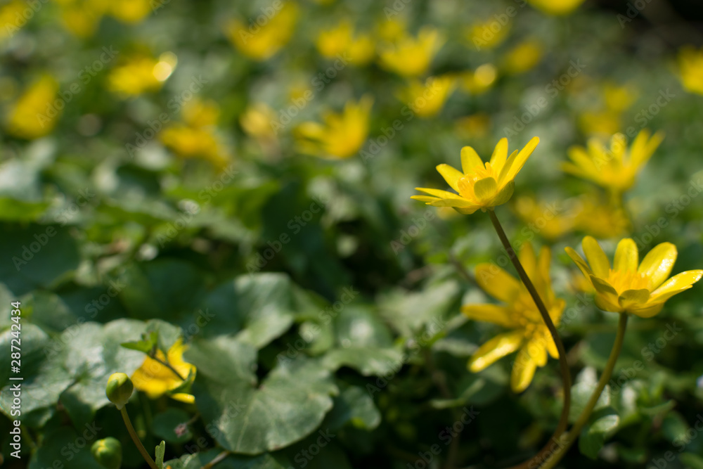 Ficaria verna, lesser celandine, pilewort or ranunculus ficaria Ficaria verna, lesser celandine, pilewort or ranunculus ficaria