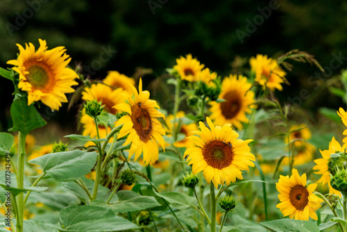 Sunflower field © diwali