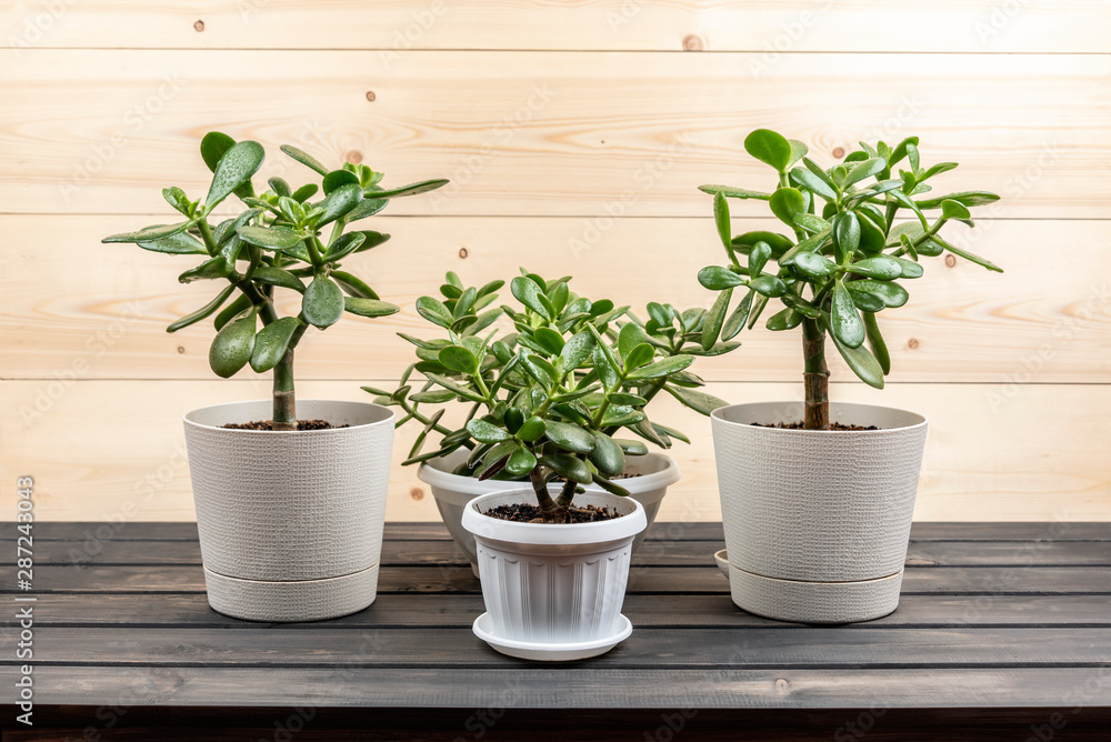 Succulent houseplant Crassula ovata in a pot on rustic background Succulent houseplant Crassula ovata in a pot on rustic background