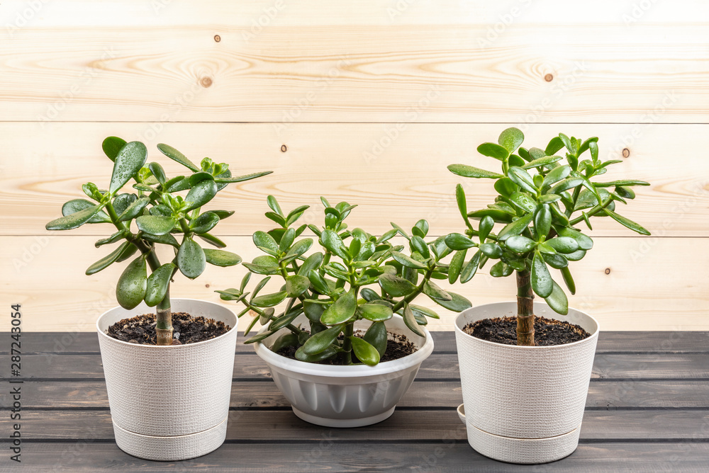 Fototapeta premium Succulent houseplant Crassula ovata in a pot on rustic background