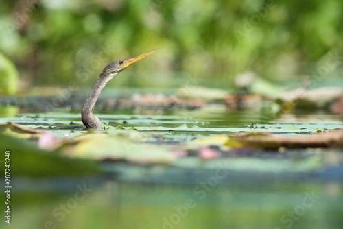 Anhinga anhinga, Anhinga The bird is swimming in the water, there is aquatic vegetation around Trinidad and Tobago..
