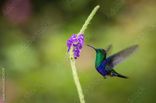 Green-crowned woodnymph, Thalurania fannyi The Hummingbird is hovering and drinking the nectar from the beautiful flower in the rain forest. Nice colorful background...