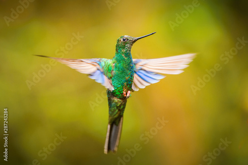 Pterophanes cyanopterus, Great sapphirewing The Hummingbird is hovering and drinking the nectar from the beautiful flower in the rain forest. Nice colorful background... © Petr Šimon