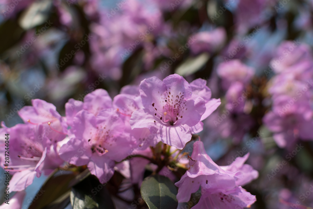 White and pink Rhododendron mucronulatum flowers in spring garden White and pink Rhododendron mucronulatum flowers in spring garden