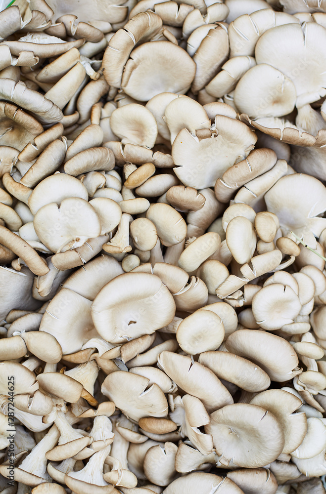 Oyster mushrooms close-up. A lot of fresh mushrooms Oyster mushrooms close-up. A lot of fresh mushrooms