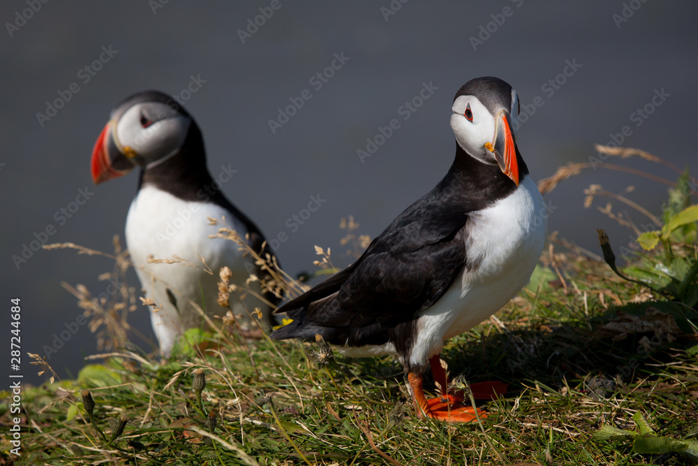 Fototapeta premium Iceland bird Puffin close up
