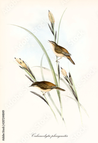 Two little cute brownish birds on a blade of grass. Old detailed and colorful illustration of Sedge Warbler (Acrocephalus schoenobaenus). By John Gould publ. In London 1862 - 1873