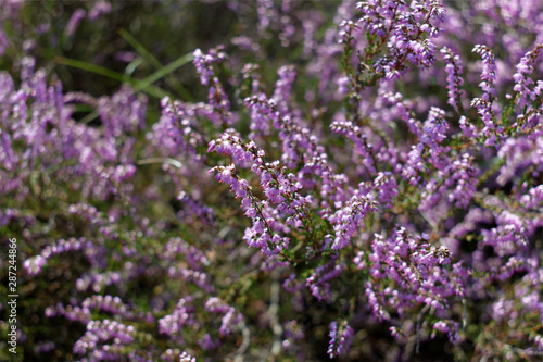 Heather flowers in bloom in Dutch province Limburg near city Venlo in august 2019. Calluna vulgaris" known as common heather, ling, or simply heather - flowering plant family Ericaceae.