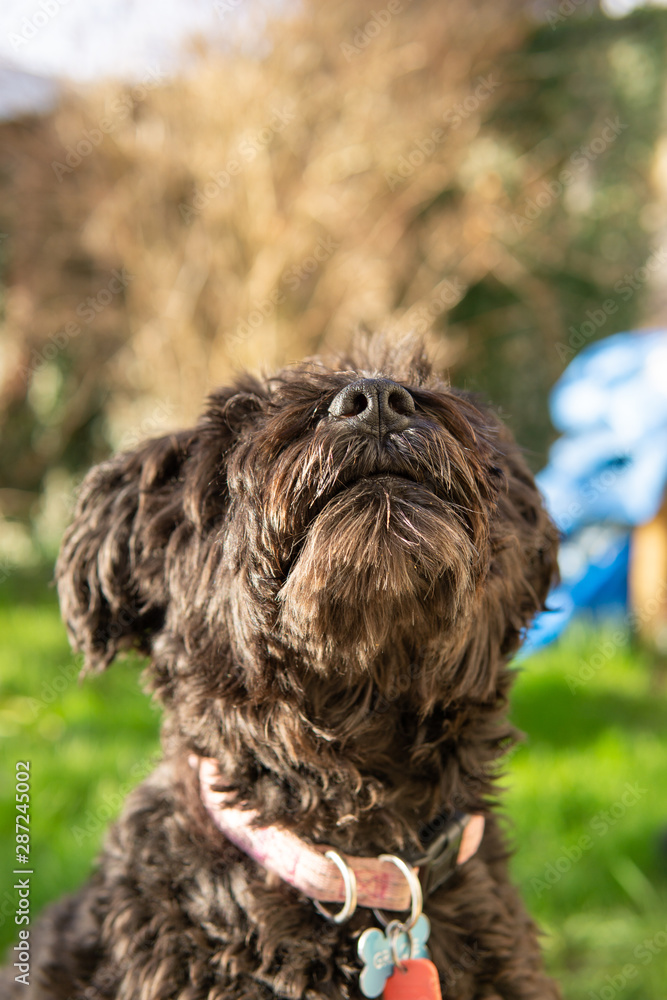 Schnoodle dog waiting patiently for treat Schnoodle dog waiting patiently for treat