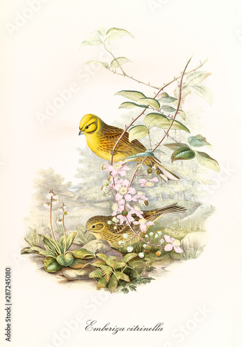 Two little cute birds getting off a branch to the ground outdoor. Detailed hand colored old illustration of Yellowhammer (Emberiza citrinella). By John Gould publ. In London 1862 - 1873 photo