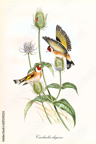 Canvas Print Two little cute happy birds with opened and closed wings on buds of a single thin plant