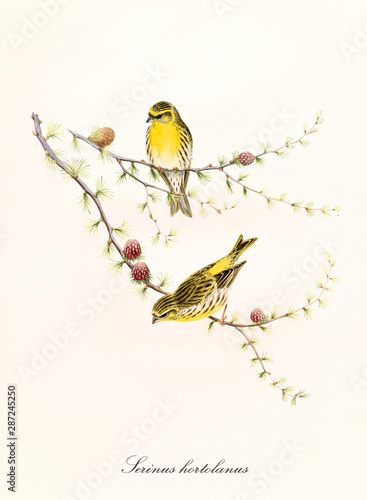 Two little yellow cute birds on a single thin pine branch, isolated over a white background. Hand colored old illustration of European Serin (Serinus serinus). By John Gould, London 1862 - 1873