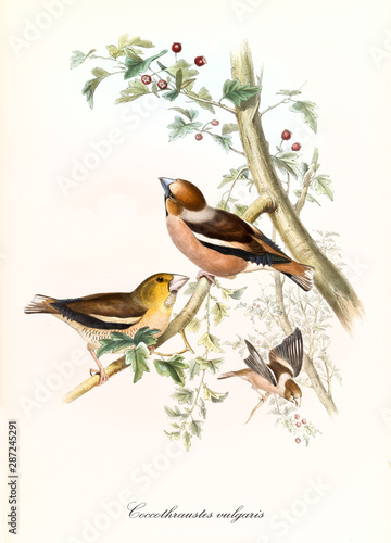 Little cute birds flying and posing on a robust branch with leaves and red berries. Vintage hand colored illustration of Hawfinch (Coccothraustes coccothraustes). By John Gould, London 1862 - 1873