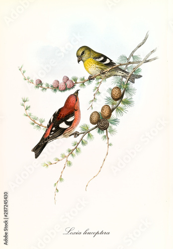 Obraz na plátně Two cute yellow and red parrots together on a thin pine branch isolated over a white background