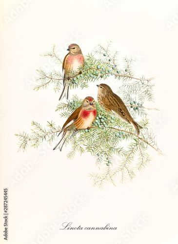 Three little cute sparrows on a single pine branch. Vintage hand colored botanical and faunistic illustration of Common Linnet (Linaria cannabina). By John Gould publ. In London 1862 - 1873 photo