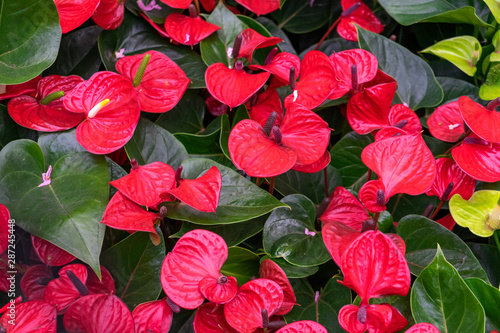 Red calla lily flowers growing in greenhouse.